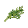 Cilantro