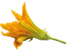 Fiori di zucca