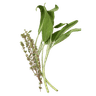 Sage and Thyme