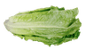 Lettuce