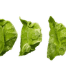 Green Vegetable Gyoza